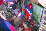 Perjuangan Tim Damkartan Kota Jambi di Celah Sempit saat Evakuasi Ular Sanca