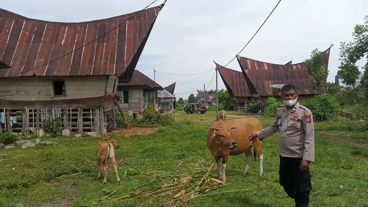 Sat Binmas Polres Toba Edukasi Penyakit Mulut dan Kuku Kepada Pemilik Ternak