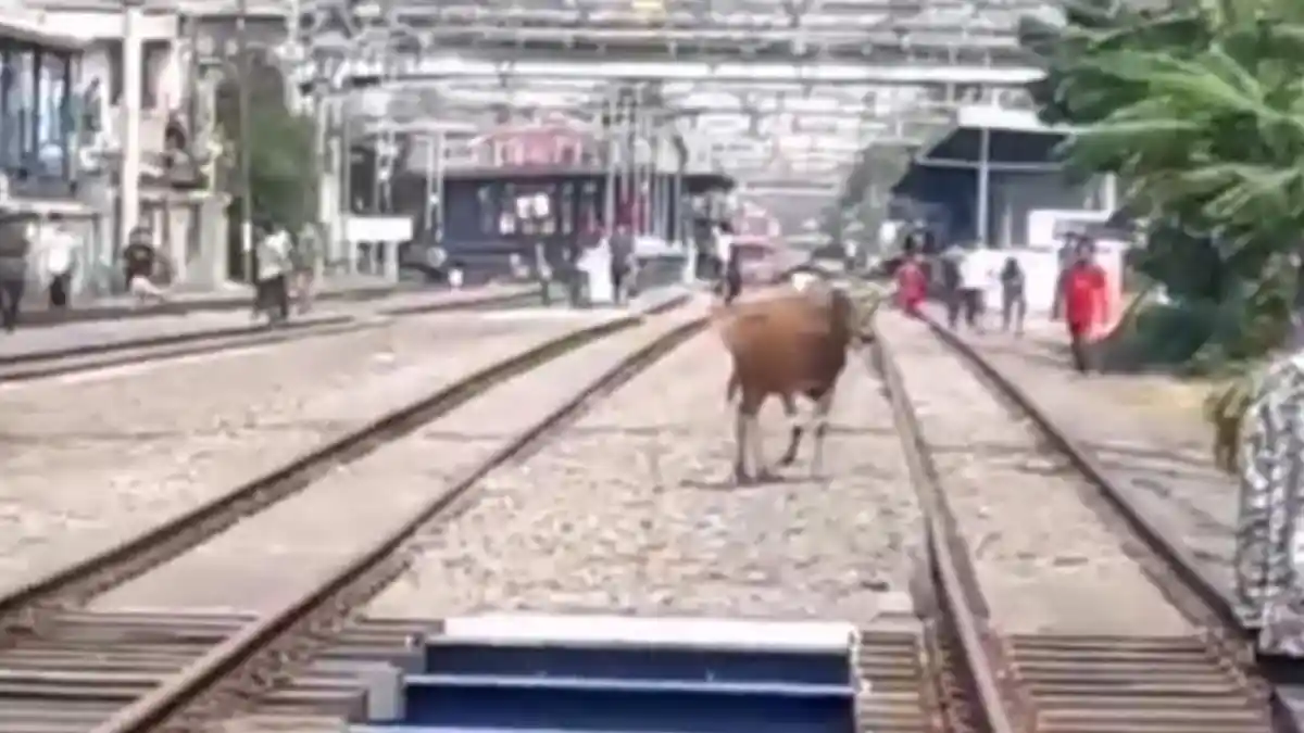 Mau Disembelih, Seekor Sapi Kurban Kabur Hingga Perlintasan Kereta, Sempat Seruduk Warga