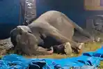 Ratna Gajah Koleksi R Zoo Sergai Dikabarkan Mati di Usia 50 Tahun, Baru Tiba September 2025 Lalu