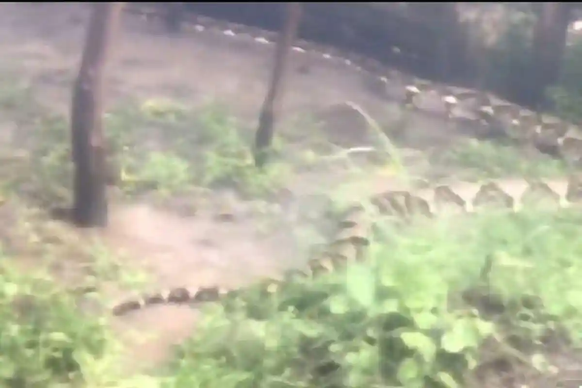 Ular Piton 'Raksasa' 8 Meter Kejutkan Warga Tanah Laut Kalsel, Pembuat Video Tak Berani Merekam Lama