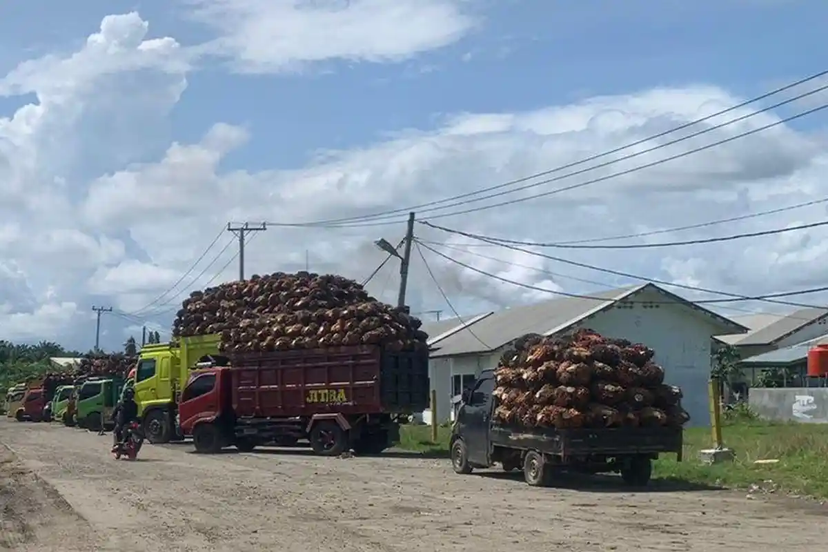 Harga Tidak Normal, Toke Pilih Tolak TBS Kelapa Sawit Petani di Bengkulu Selatan