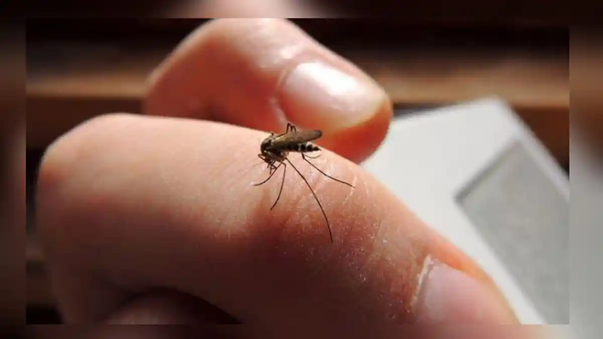 Selang Tahun 2022 DBD di Sangihe Sulawesi Utara Sentuh Angka 189 Kasus