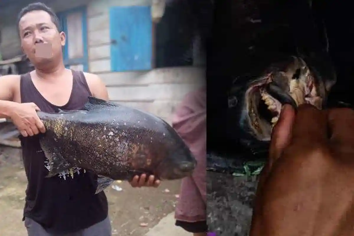 Ternyata Ini Jenis Ikan Predator Bergigi Tajam di Danau Lut Tawar, Asal Amazon Tapi Bukan Piranha