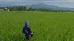 Petani-di-Desa-Tanra-Tuo-Kecamatan-Cempa.jpg