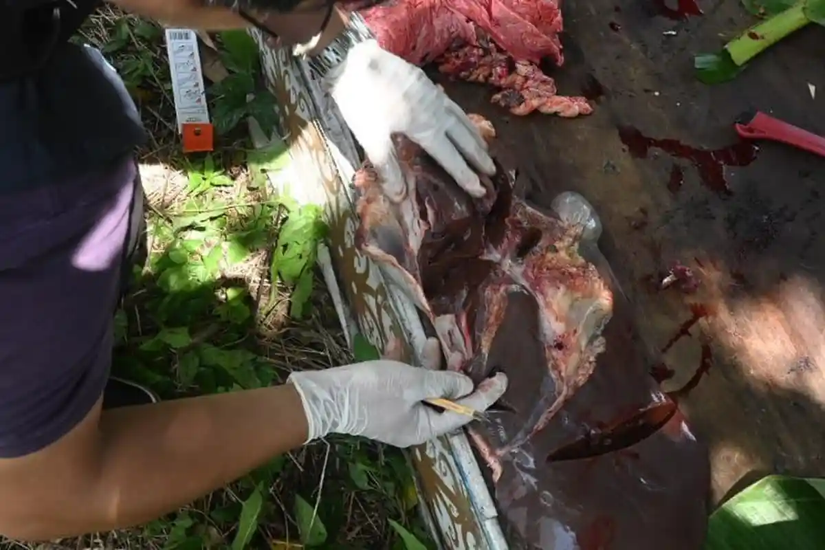 Hasil Uji Dua Sampel Ternak Babi di Malinau Positif ASF, Peternak Wajib Waspadai Gejala Berikut