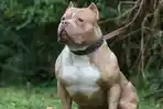 anjing-pitbull_20170807_112427.jpg