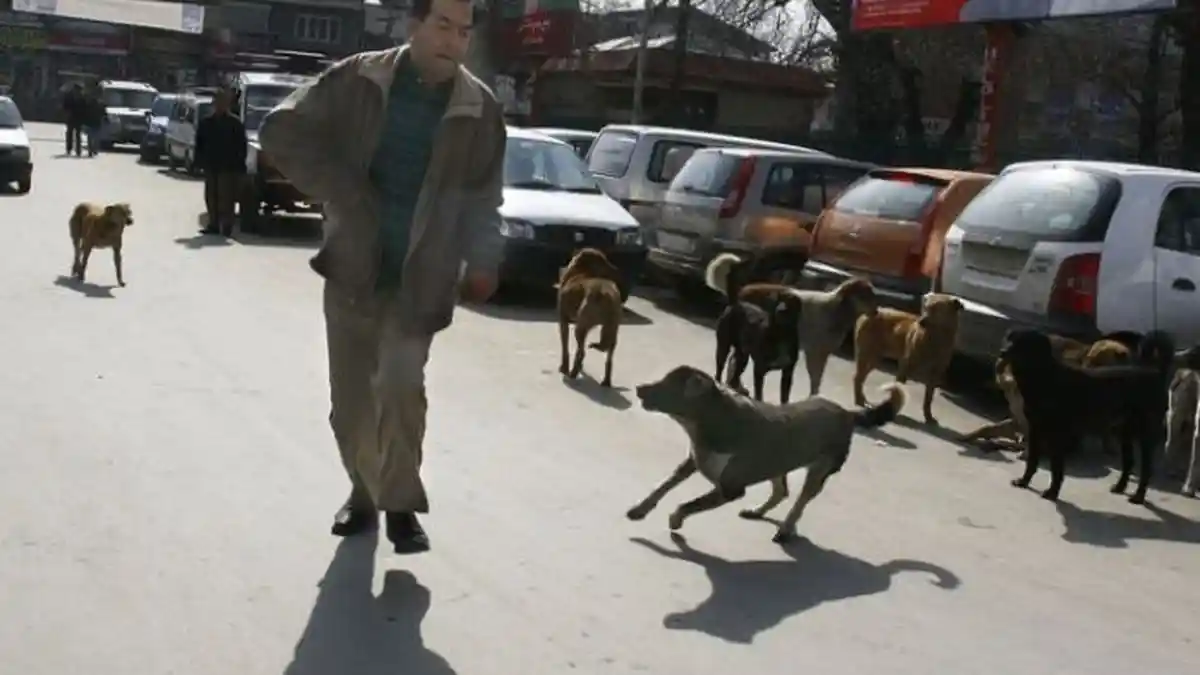 Bila Diserang Anjing, Jangan Berlari, Anda Bisa Melakukan 5 Hal Ini Biar Selamat