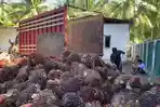 Truk-pengangkut-tandan-buah-segar-TBS-kelapa-sawit-terparkir.jpg