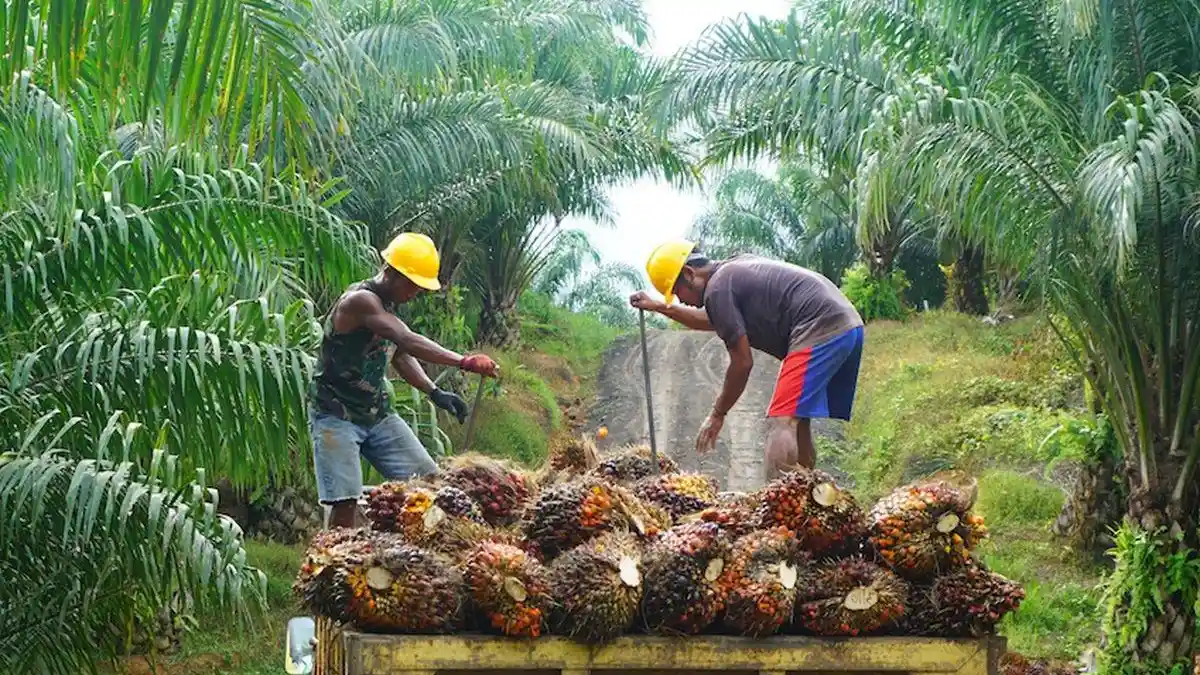 Harga Sawit di Jambi Hari Ini Turun Tipis Jadi Rp3.397 per Kg