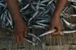 Produksi Ikan Cue di Muara Baru