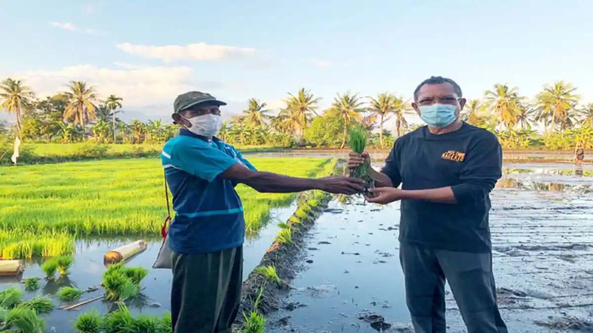 Beras Mbay, Masa Depan Nagekeo Lumbung Padi NTT