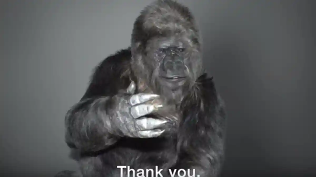 Gorilla Ini Bisa Bicara Bahasa Isyarat, Pesannya Sungguh Mengharukan