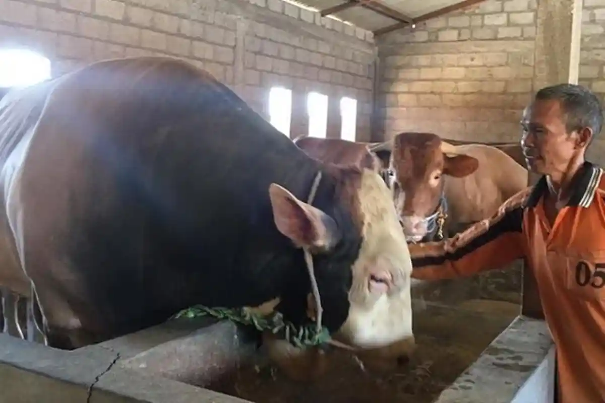 Idul Adha 1442 H di Wilayah PPKM Darurat, Simak Aturan Penyembelihan Hewan Kurban: Digelar Tiga Hari