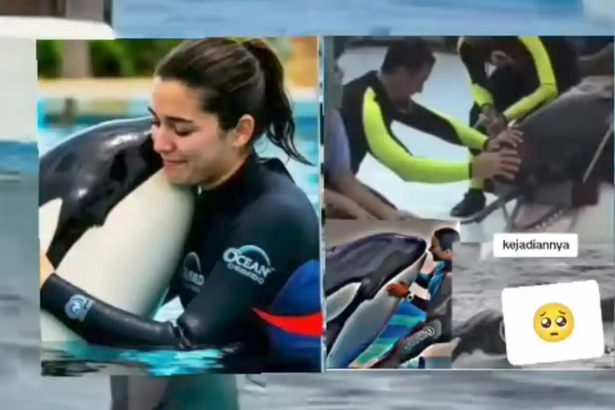 Fakta Baru Kematian Tragis Jessica Orca, Dikabarkan Tewas Saat Pertunjukkan Paus Orca