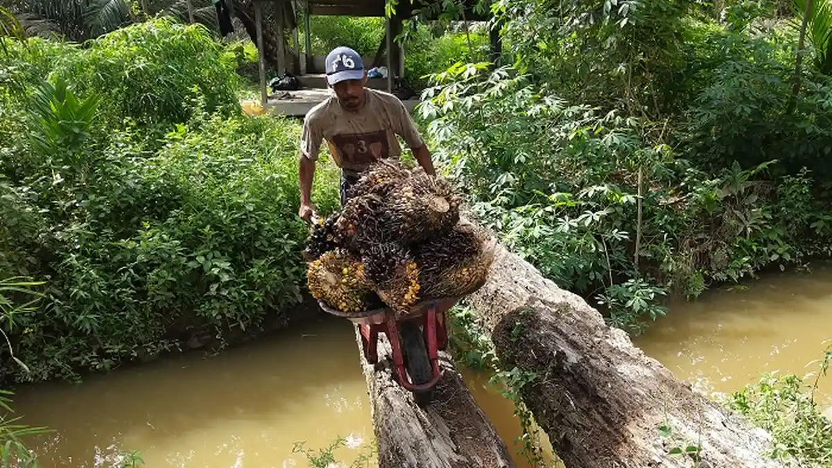Harga TBS Sawit di Abdya Terus Melejit, Sebaliknya Ini yang Dialami Petani