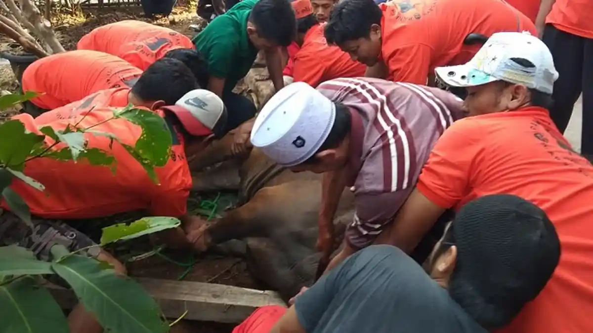 Pemprov DKI Larang Warga Potong Hewan Kurban di Zona Merah Covid-19