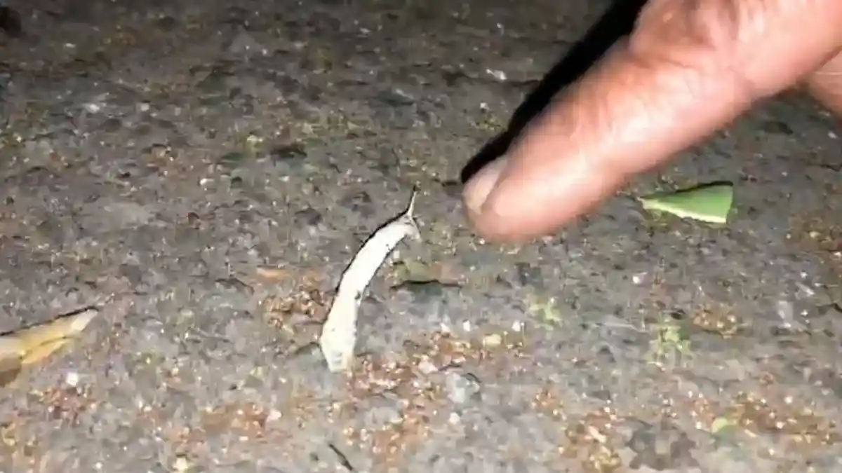 Bikin Resah, Ratusan Ulat Serang Warga di Daerah Ini, Muncul Juga di Warung-warung