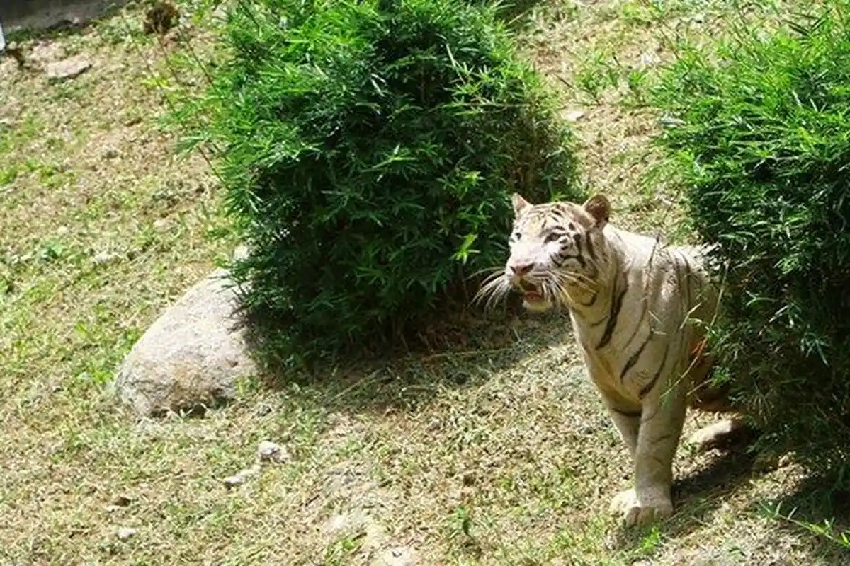 Cerita Istri Tak Percaya Suami Tewas Diterkam Harimau di Kebun Binatang