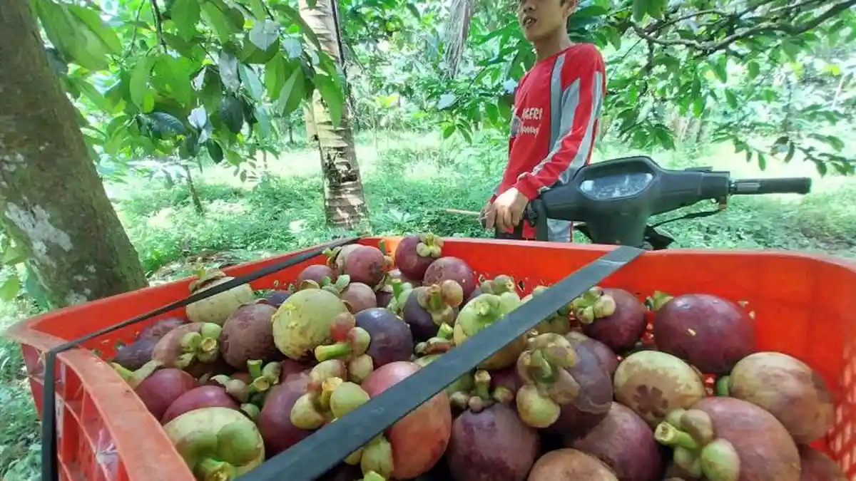 Harga Manggis Naik 26 Kali Lipat, Satu Kilogram Rp 80.000