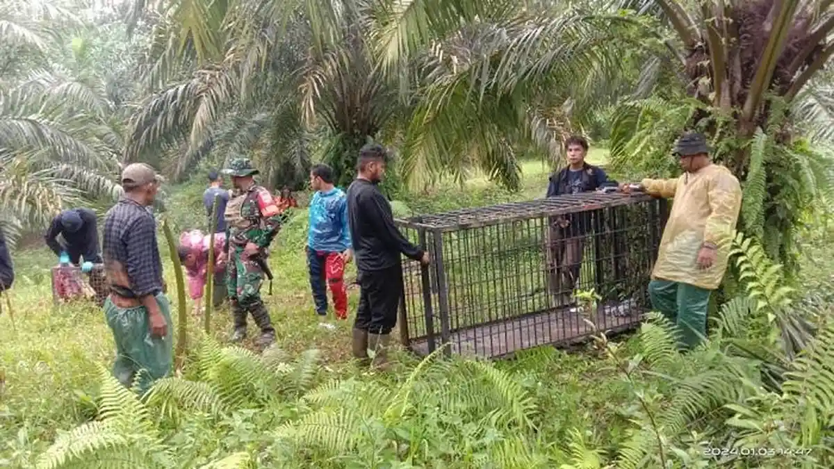 Harimau Terkam Sapi Warga di Pasaman, BKSDA Imbau Jangan ke Ladang Sendirian