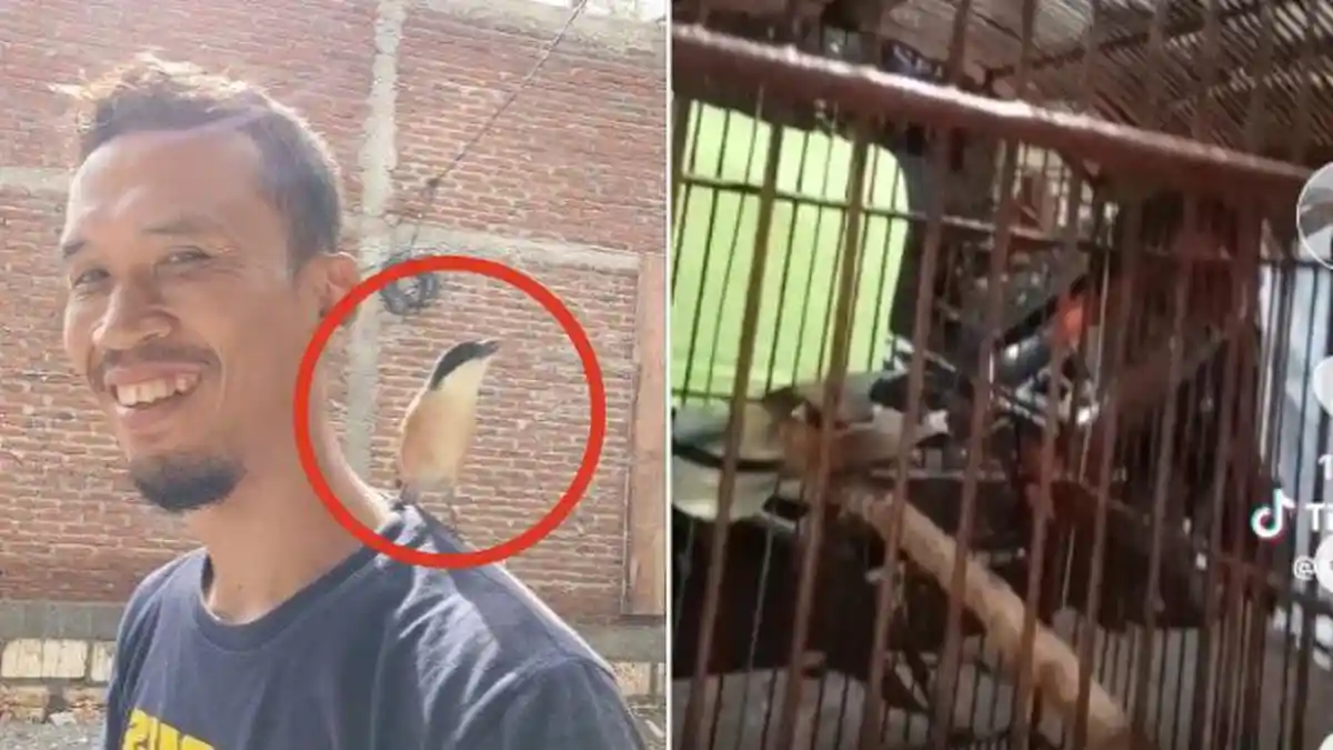 INILAH Burung Cendet Milik Warga di Jatim, Ditawar Mahal Capai Rp1,2 M hingga Barter 2 Mobil Alphard
