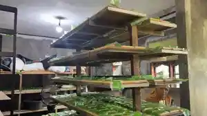 Tempe-Mawar-Indah-sedang-dalam-proses-pembuatan-di-rumah-produksi.jpg