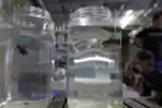 Lelang Ikan Cupang Secara Virtual