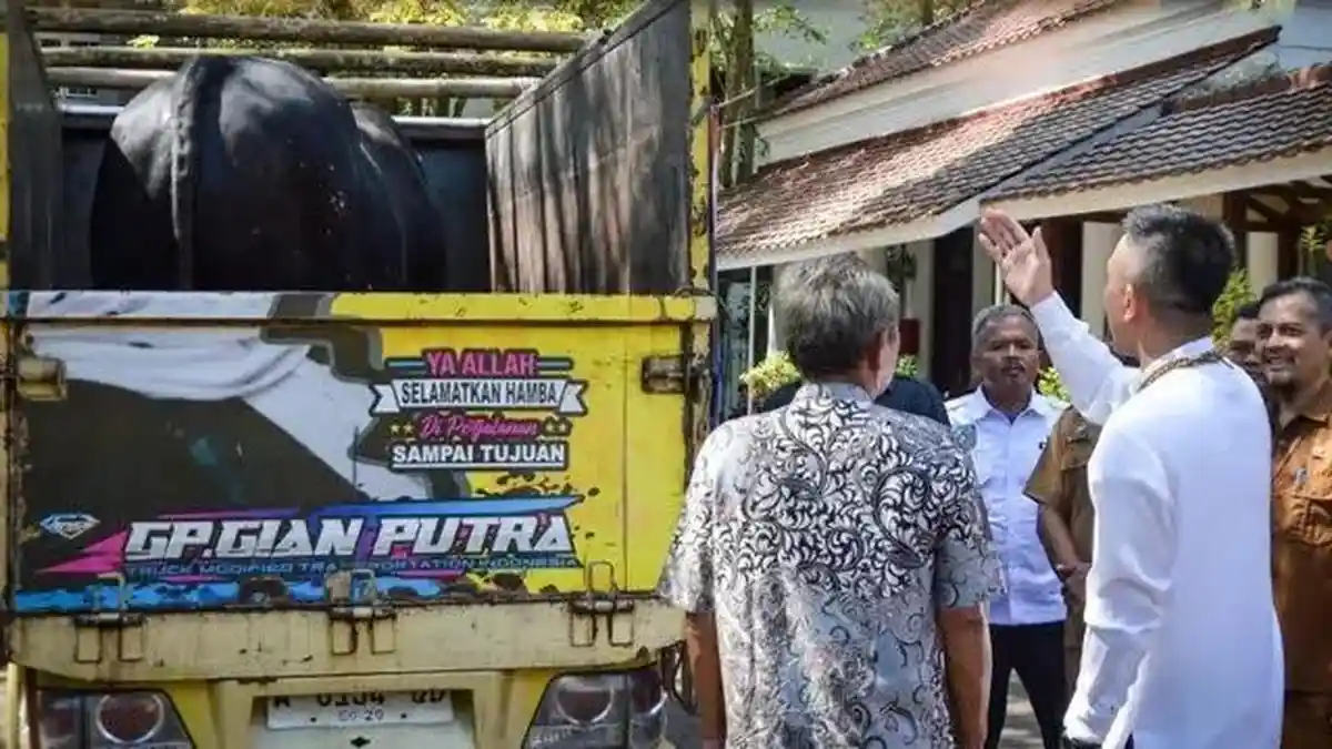 Pemkab Lebak Terima Bantuan Sapi Kurban dari Presiden Prabowo, Bobotnya Capai 1,07 Ton