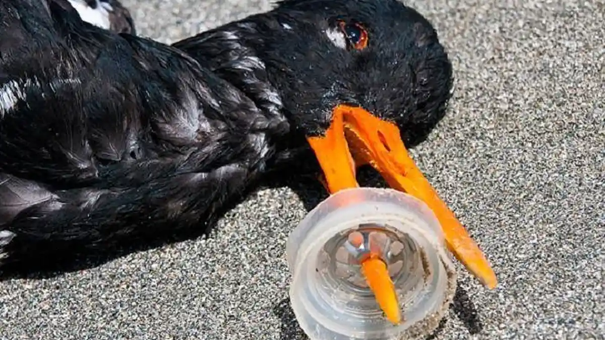 Diambang Kepunahan, Spesies Burung Bangkai ini Rupanya Punya Peran Penting