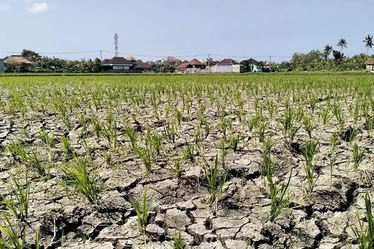 Sejumlah Titik di Jembrana Berpotensi Kekeringan, Harga Gabah justru Tinggi