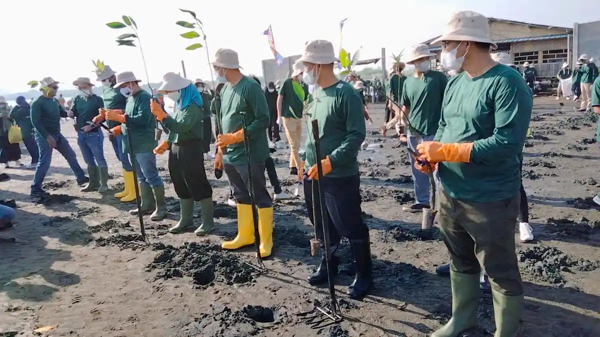 Dua Ribu Bibit Mangrove Ditanam di Pantai Marunda Pada Hari Mangrove Sedunia