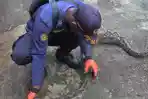 Ular Sanca 3 Meter Teror Kandang Ayam, Damkar Purwakarta Berjibaku Evakuasi