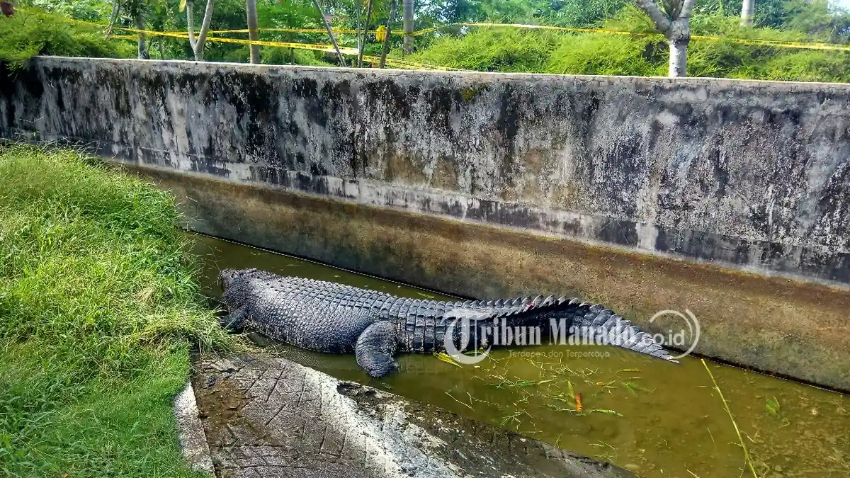 Sidik Ditemukan Tewas Mengenaskan, Setengah Badan Diduga Dimangsa Buaya, Begini Kronologinya