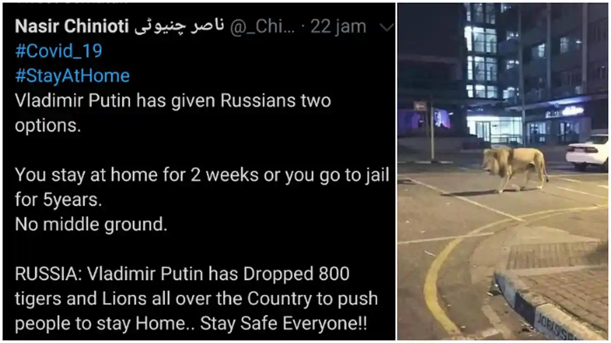 Viral Kabar Vladimir Putin Lepas 800 Singa agar Warga Rusia Patuh Lockdown, Ternyata Hoaks!