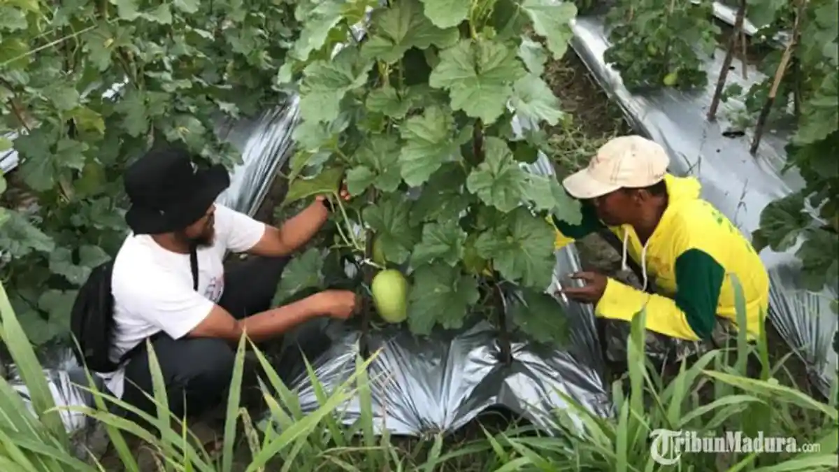 Pemkab Sampang Prioritaskan Pengembangan Wisata Sektor Pertanian Integrated Farming Tahun ini