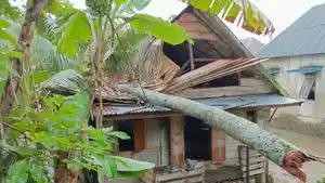 Hujan-Deras-dan-Angin-Kencang-Pohon-Kelapa-Tumbang-Timpa-Rumah-Warga-di-Ogan-Ilir-hingga-Hancur.jpg