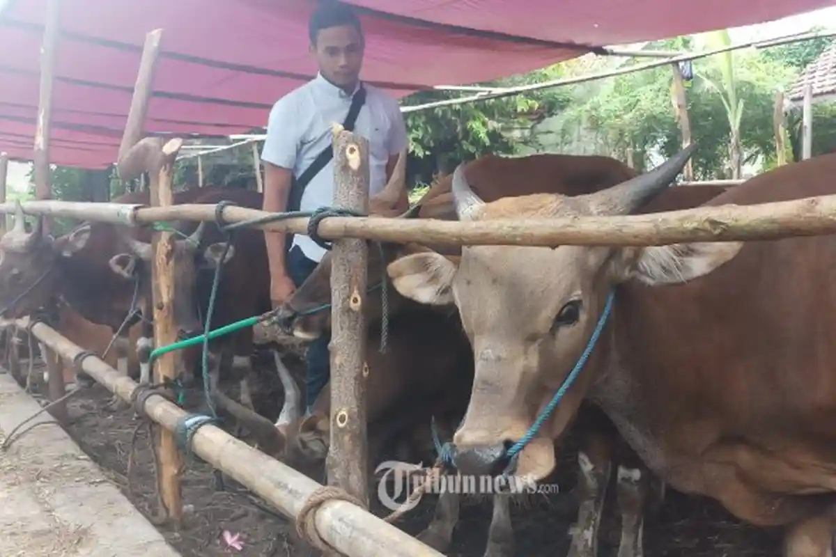 Menteri Agama Fachrul Razi Rilis Aturan Penyembelihan Hewan Kurban Hari Raya Idul Adha Tahun 2020