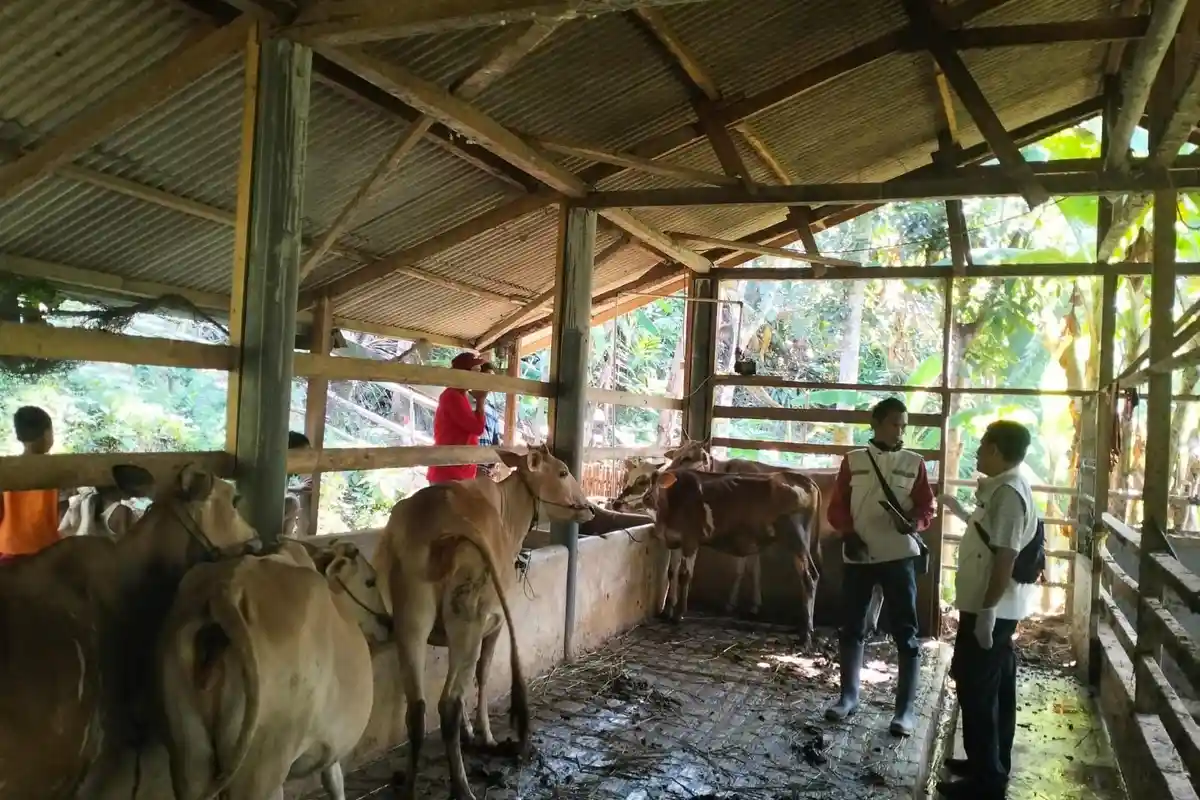 435 Ekor Sapi di Cianjur Terserang Penyakit Lato-lato, Warga Diminta Tolak Sapi dari Jateng-Jatim
