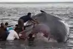 Paus Terdampar di Pantai Batu Tumpeng Bali