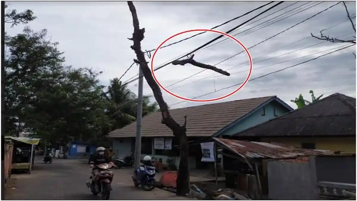 Dahan Tersangkut di Kabel Jalan Puncak Sekuning Dekat SMAN 2 Palembang, Sudah Setengah Tahun
