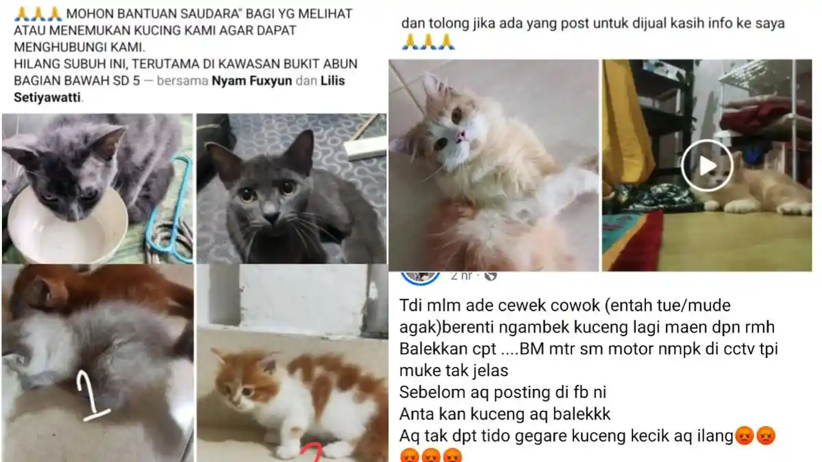 Warga Dabo Singkep di Lingga Resah, Kucing Ras Peliharaan Hilang Sejak Sebelum Ramadan