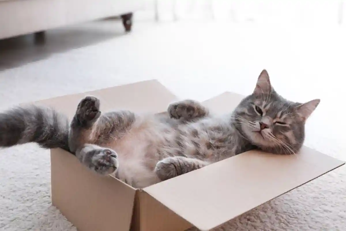 Tanda-tanda Kucing yang Sangat Sayang dengan Majikannya