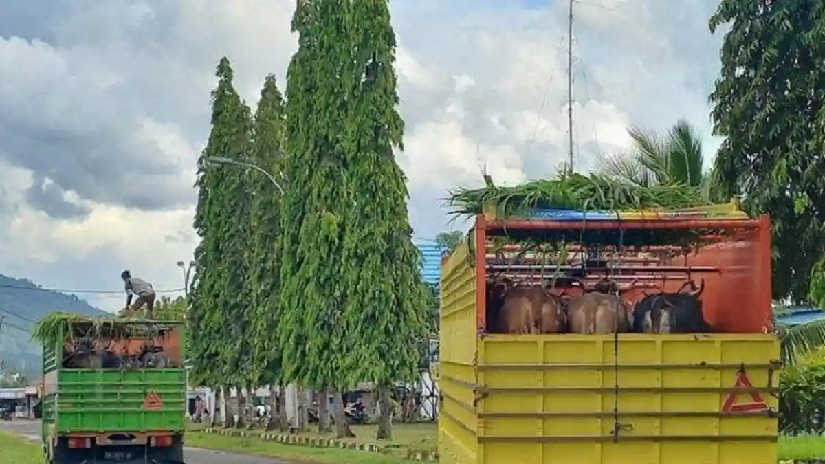 Ada Virus Jembrana, Pengiriman Sapi dan Kambing dari Mamuju ke Kaltim Sudah Setahun Ditutup