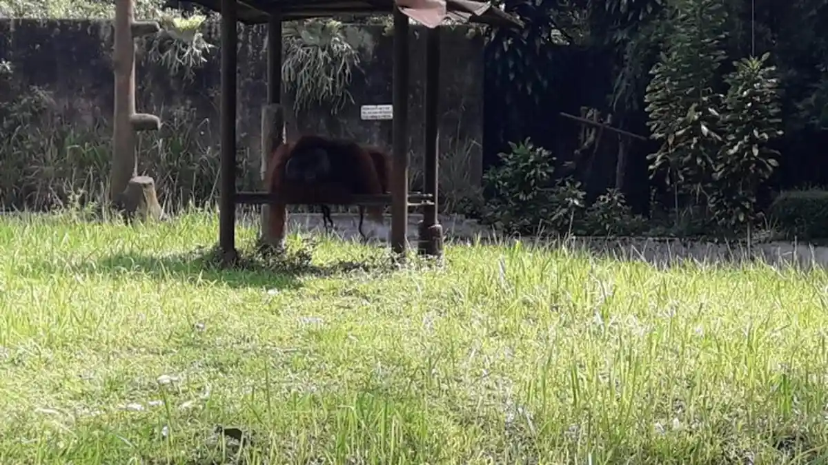 Orang Utan Dilempar Rokok, Ini Kata Pengeloa Bandung Zoo