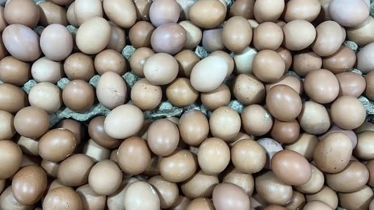 Harga Telur Ayam di Padang Stabil saat BBM Non-Subsidi Naik, Cabai Merah Justru Makin Mahal