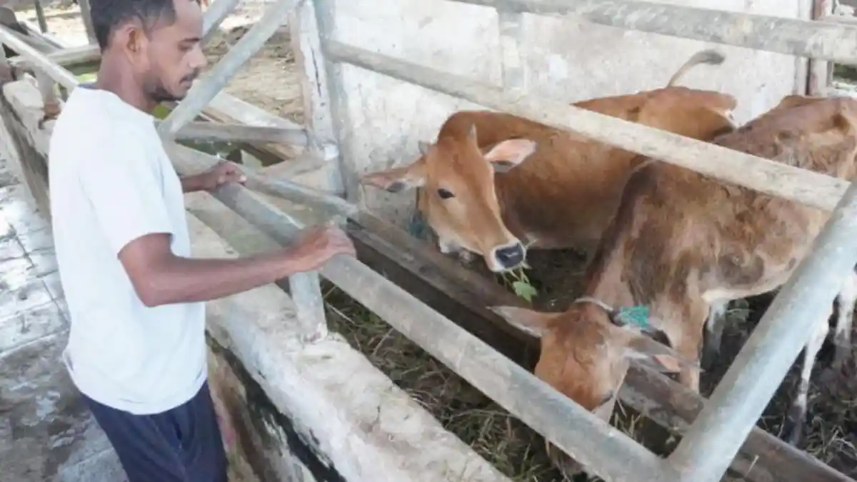 Dua Sapi yang Diamankan Satpol PP belum Diambil Pemilik