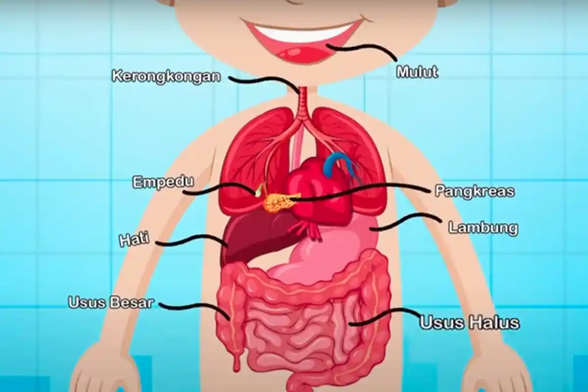 Tuliskan Kembali dengan Bahasamu Sendiri Proses Perjalanan Makanan di Dalam Tubuh! Tugas TVRI 1-3 SD