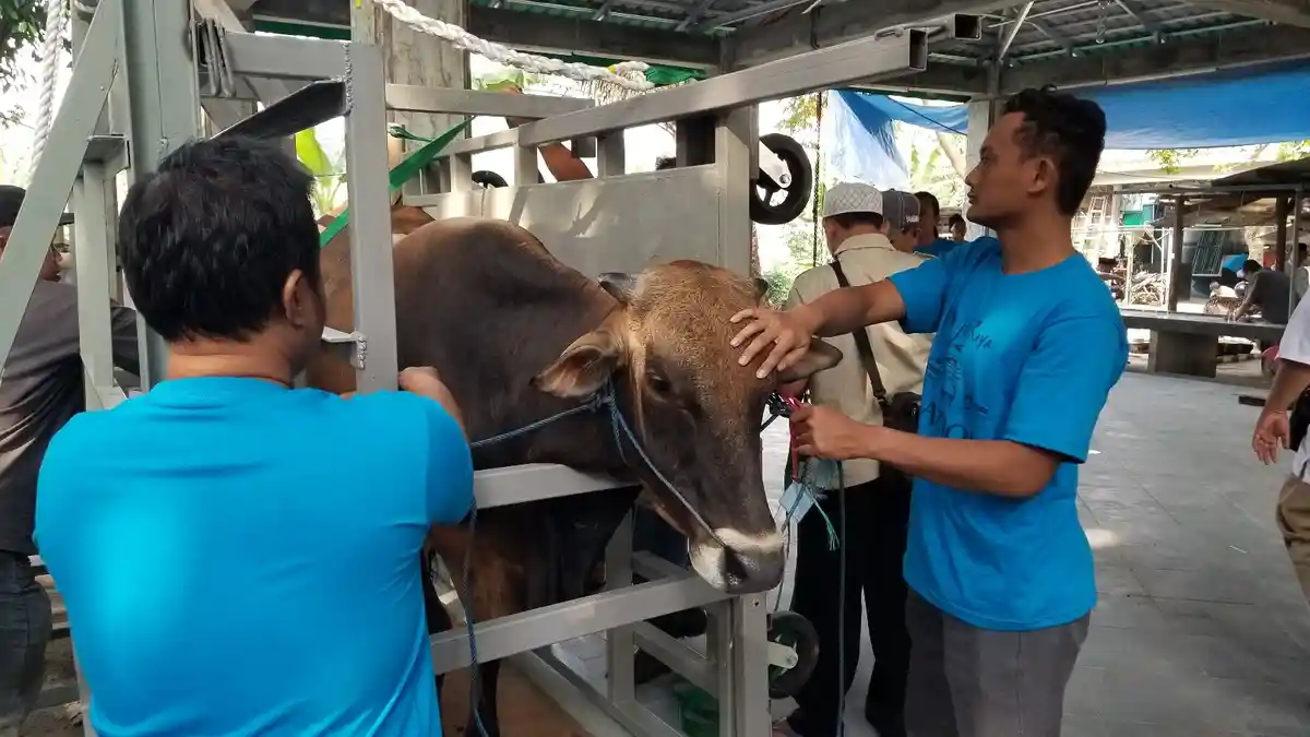 Alat Canggih Peroboh Sapi Kurban di Masjid Raya Al-Azhom Tangerang