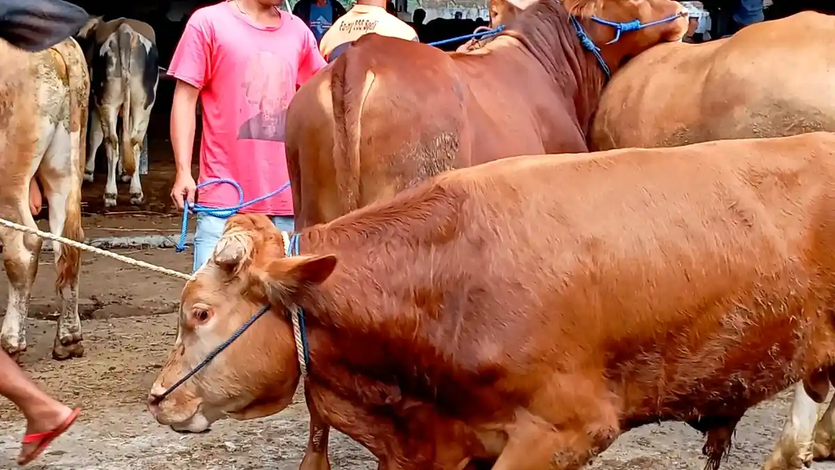 Kasus LSD di Wonosobo Meningkat, 12 Sapi Terjangkit